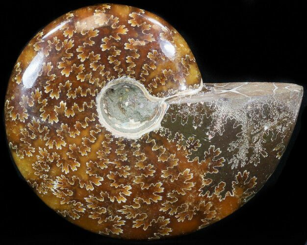 Cleoniceras Ammonite Fossil - Madagascar #41666